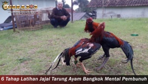 Tahap Latihan Jajal Tarung Ayam Bangkok
