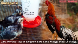 Merawat Ayam Bangkok Baru Lahir