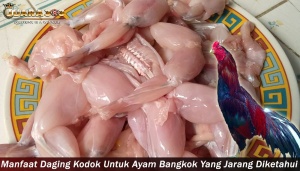 Manfaat Daging Kodok Untuk Ayam Bangkok